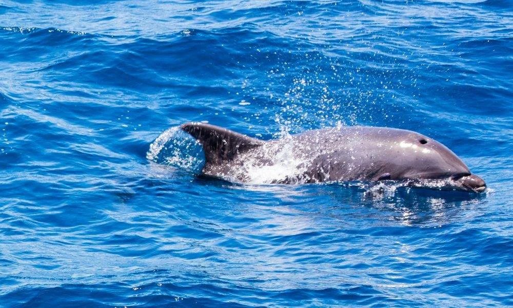 Bottlenose dolphin swimming off the coast of Costa Adeje Tenerife